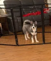 Girl 1, a female Siberian Husky for sale in Marysville, OH – Photo 2 of 3