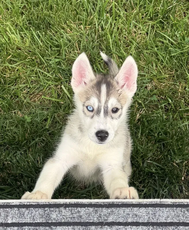 Girl 3 – Siberian Husky puppy for sale in Marysville, OH