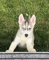 Girl 3, a female Siberian Husky for sale in Marysville, OH – 1 of 7