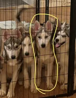 Girl 2, a female Siberian Husky for sale in Marysville, OH – 6 of 7