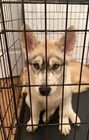 Female One , a female Siberian Husky for sale in Marysville, OH – 1 of 4