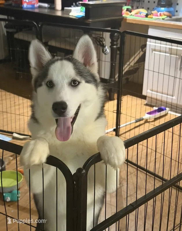 Girl 2 – Siberian Husky puppy for sale in Marysville, OH