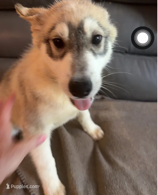 Male One – Siberian Husky puppy for sale in Marysville, OH