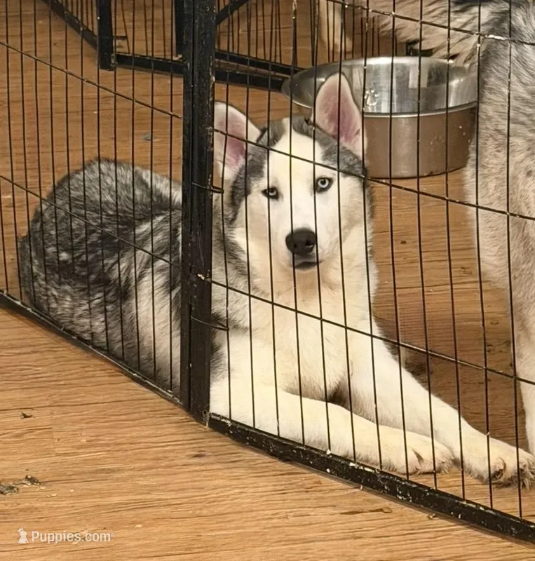 Boy 1 – Siberian Husky puppy for sale in Marysville, OH