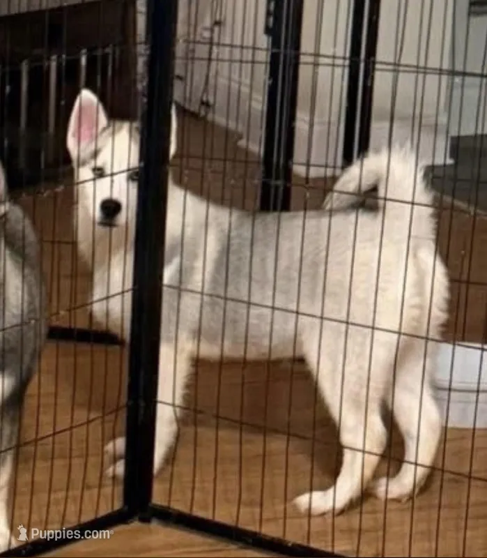 Boy 1 – Siberian Husky puppy for sale in Marysville, OH