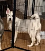 Boy 1, a male Siberian Husky for sale in Marysville, OH – Photo 1 of 2