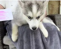 Girl 2 , a female Siberian Husky for sale in Marysville, OH – 5 of 5