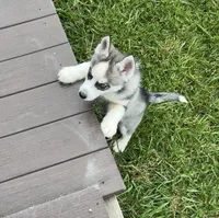BOY One, a male Siberian Husky for sale in Marysville, OH – 6 of 8