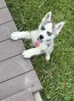 BOY One, a male Siberian Husky for sale in Marysville, OH – 2 of 8