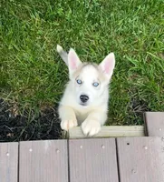 Girl 1, a female Siberian Husky for sale in Marysville, OH – 2 of 3