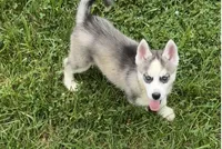 BOY One, a male Siberian Husky for sale in Marysville, OH – 4 of 8
