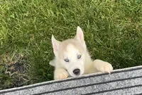 Girl 4 , a female Siberian Husky for sale in Marysville, OH – 4 of 7