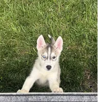 Girl 3, a female Siberian Husky for sale in Marysville, OH – 6 of 7