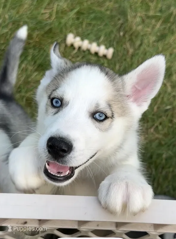 Girl One – Siberian Husky puppy for sale in Marysville, OH