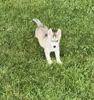 Girl 3, a female Siberian Husky for sale in Marysville, OH – 3 of 7