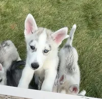 Girl 5, a female Siberian Husky for sale in Marysville, OH – 2 of 5