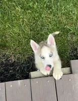 Girl One, a female Siberian Husky for sale in Marysville, OH – 3 of 8