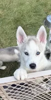 Girl 4 , a female Siberian Husky for sale in Marysville, OH – 5 of 7