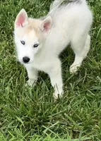 Girl 4 , a female Siberian Husky for sale in Marysville, OH – 2 of 7