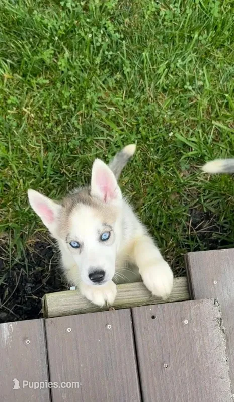 Girl 1 – Siberian Husky puppy for sale in Marysville, OH