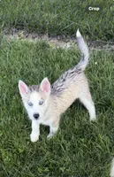 Girl 1, a female Siberian Husky for sale in Marysville, OH – 3 of 3