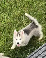 Girl 2 , a female Siberian Husky for sale in Marysville, OH – 2 of 5