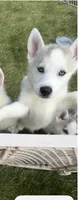 Girl 4 , a female Siberian Husky for sale in Marysville, OH – 7 of 7