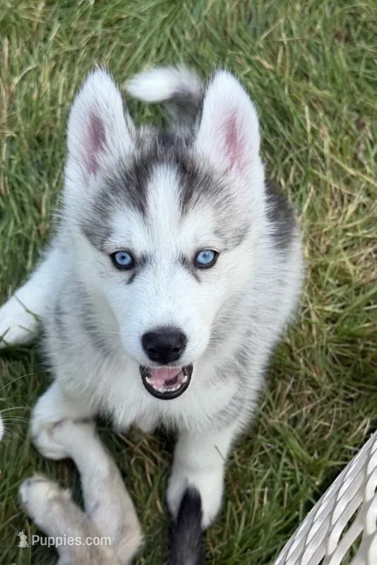 Girl 2  – Siberian Husky puppy for sale in Marysville, OH