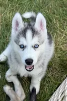 Girl 2 , a female Siberian Husky for sale in Marysville, OH – 1 of 5