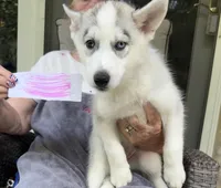 Girl 5, a female Siberian Husky for sale in Marysville, OH – 5 of 5