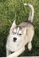 Girl 3, a female Siberian Husky for sale in Marysville, OH – 5 of 7