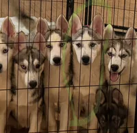 Girl 2, a female Siberian Husky for sale in Marysville, OH – 7 of 7