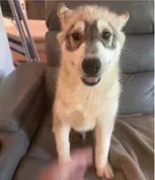 Male One, a male Siberian Husky for sale in Marysville, OH – 4 of 4