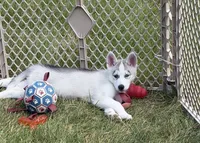 Girl 5, a female Siberian Husky for sale in Marysville, OH – 3 of 5
