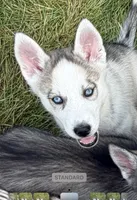 Girl One, a female Siberian Husky for sale in Marysville, OH – 6 of 8