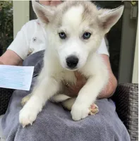 Boy 2, a male Siberian Husky for sale in Marysville, OH – 4 of 4