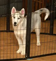 Girl 2, a female Siberian Husky for sale in Marysville, OH – Photo 2 of 3