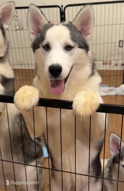 Girl 2 – Siberian Husky puppy for sale in Marysville, OH