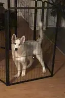 Girl 2, a female Siberian Husky for sale in Marysville, OH – Photo 3 of 3