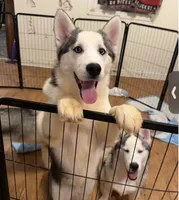 Girl 2, a female Siberian Husky for sale in Marysville, OH – Photo 2 of 6