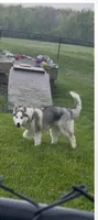 Girl 2, a female Siberian Husky for sale in Marysville, OH – Photo 6 of 6
