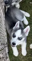BOY One, a male Siberian Husky for sale in Marysville, OH – 5 of 8