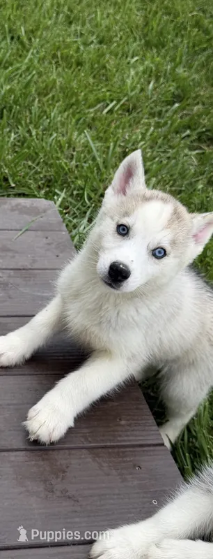 Boy 2 – Siberian Husky puppy for sale in Marysville, OH