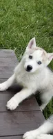 Boy 2, a male Siberian Husky for sale in Marysville, OH – 1 of 4