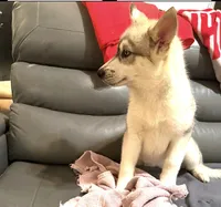 Female One , a female Siberian Husky for sale in Marysville, OH – 3 of 4
