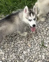 Girl 2 , a female Siberian Husky for sale in Marysville, OH – 3 of 5