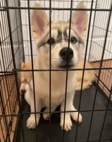 Female One , a female Siberian Husky for sale in Marysville, OH – 2 of 4