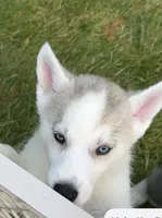 Boy 2, a male Siberian Husky for sale in Marysville, OH – 2 of 4