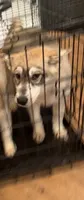 Male One, a male Siberian Husky for sale in Marysville, OH – 2 of 4