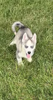 BOY One, a male Siberian Husky for sale in Marysville, OH – 8 of 8